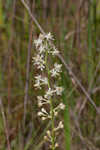 Coastal false asphodel